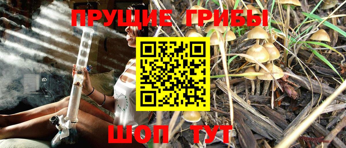 Зеленогорск  Галлюциногенные грибы GOLDEN TEACHER  Вход с VPN 