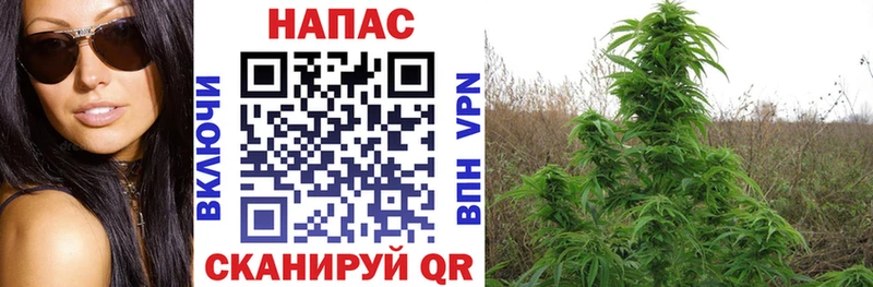 Шишки марихуана индика  наркотики  Зеленогорск 